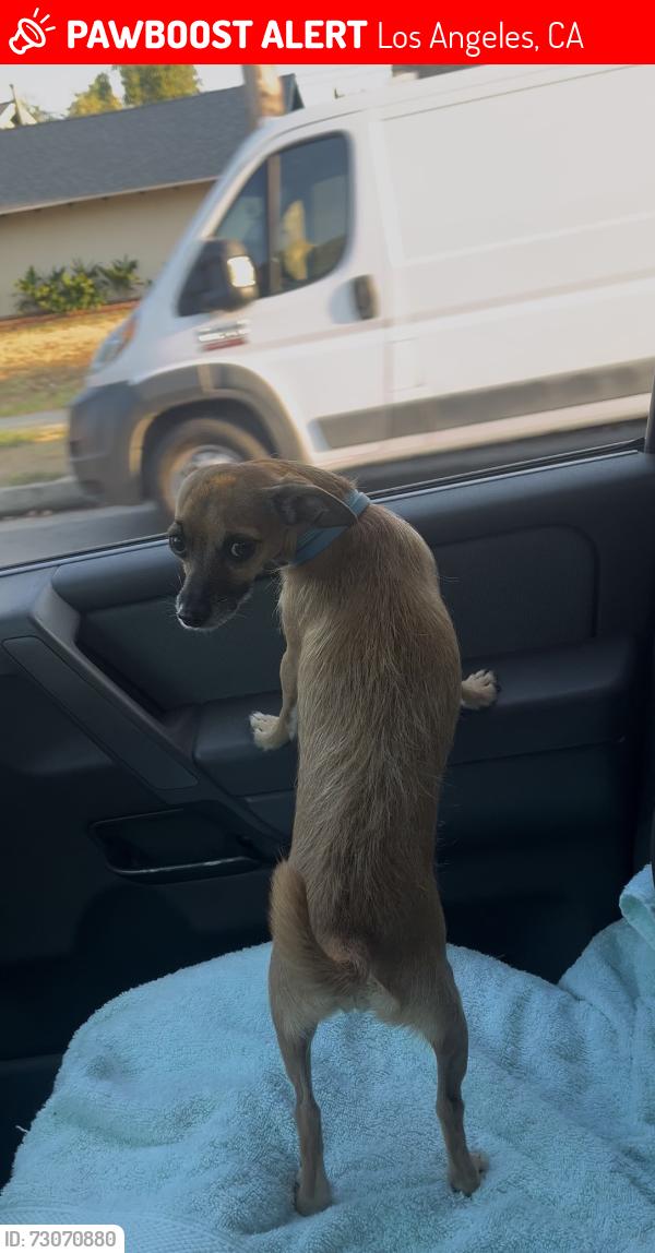 Lost Female Dog last seen Mercer and Gladstone, Los Angeles, CA 91331