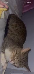 Lost Male Cat last seen Fullerton & central, Chicago, IL 60639