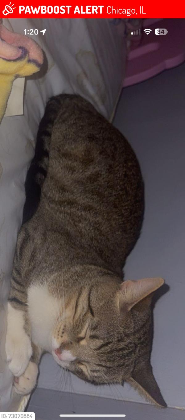 Lost Male Cat last seen Fullerton & central, Chicago, IL 60639