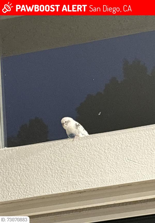 Lost Male Bird last seen San Diego Ice Arena, San Diego, CA 92126