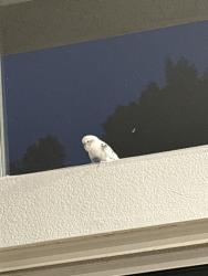 Lost Male Bird last seen San Diego Ice Arena, San Diego, CA 92126