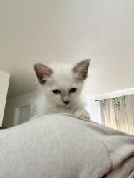 Lost Unknown Cat last seen Dominos( highland) by 7/11, Highland, CA 92346