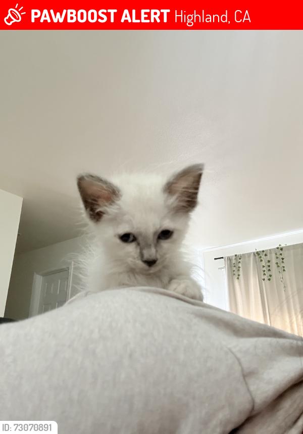 Lost Unknown Cat last seen Dominos( highland) by 7/11, Highland, CA 92346