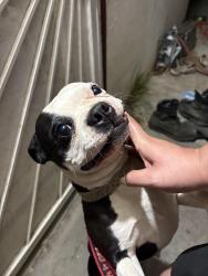 Found/Stray Female Dog last seen Near Michigan blvd, West Sacramento, CA 95691