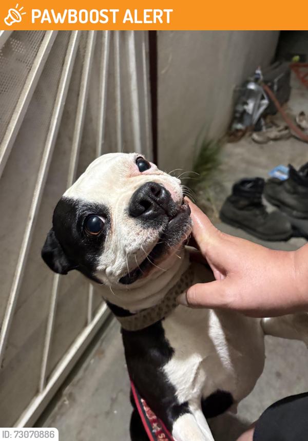 Found/Stray Female Dog last seen Near Michigan blvd, West Sacramento, CA 95691