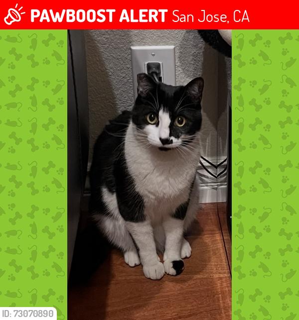 Lost Female Cat last seen Life Valley Community Church, San Jose, CA 95148