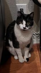 Lost Female Cat last seen Life Valley Community Church, San Jose, CA 95148
