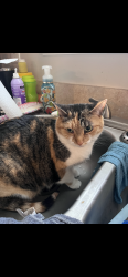 Lost Female Cat last seen Wilmington pike , Sugarcreek Township, OH 45305