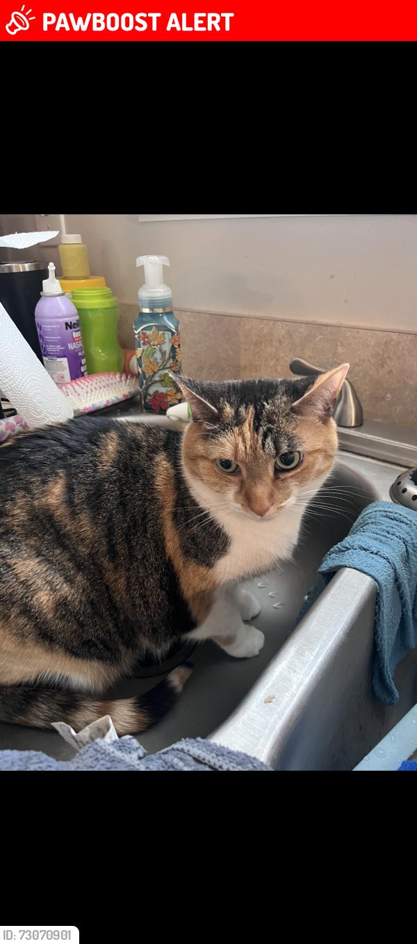Lost Female Cat last seen Wilmington pike , Sugarcreek Township, OH 45305