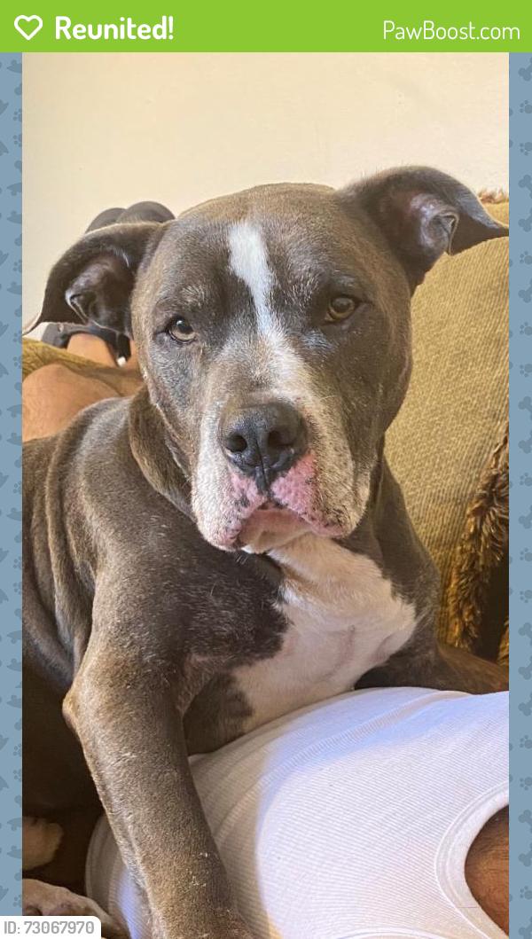 Reunited Male Dog last seen Near Liberty St, Hollywood, FL 33020, USA, Hollywood, FL 33020