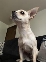 Lost Female Dog last seen Lincoln st park, Webster, MA 01570