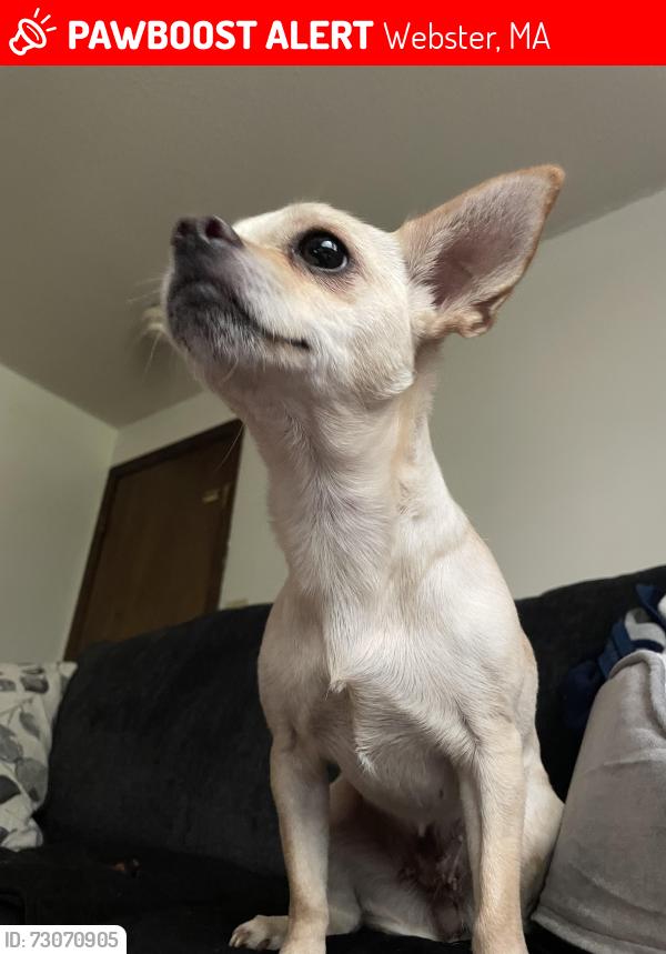 Lost Female Dog last seen Lincoln st park, Webster, MA 01570