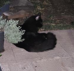 Found/Stray Unknown Cat last seen Jay St. and Dori Ln. , Stowe, PA 19464