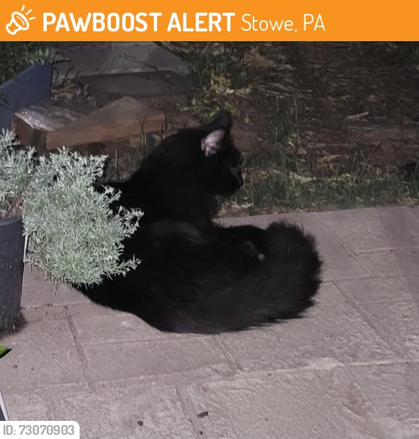 Found/Stray Unknown Cat last seen Jay St. and Dori Ln. , Stowe, PA 19464