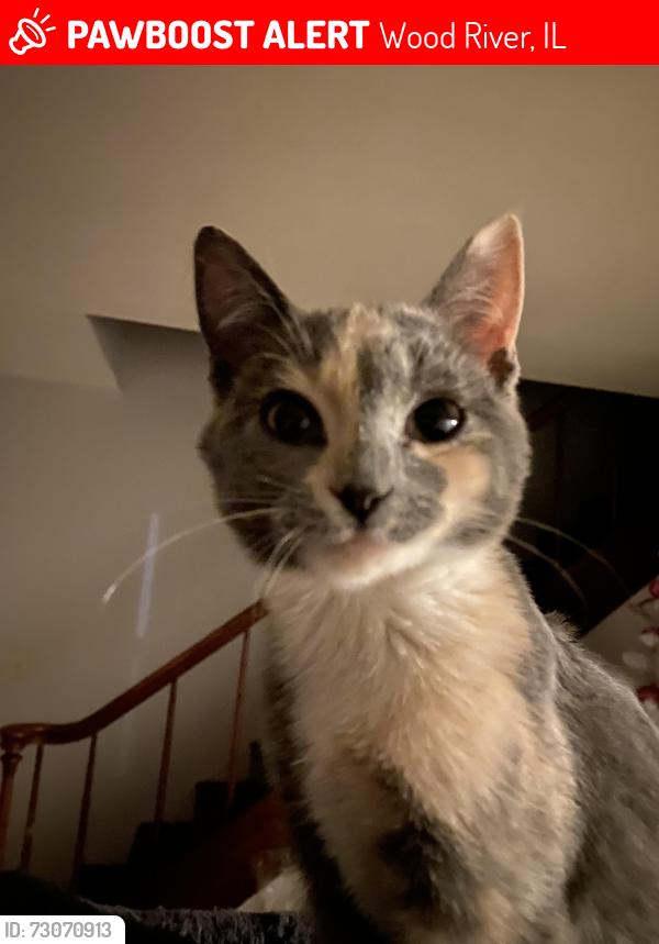 Lost Female Cat last seen By a Scnucks, Wood River, IL 62095