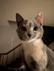 Lost Female Cat last seen By a Scnucks, Wood River, IL 62095