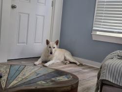 Lost Female Dog last seen 41st amd M 1/2, Galveston, TX 77550