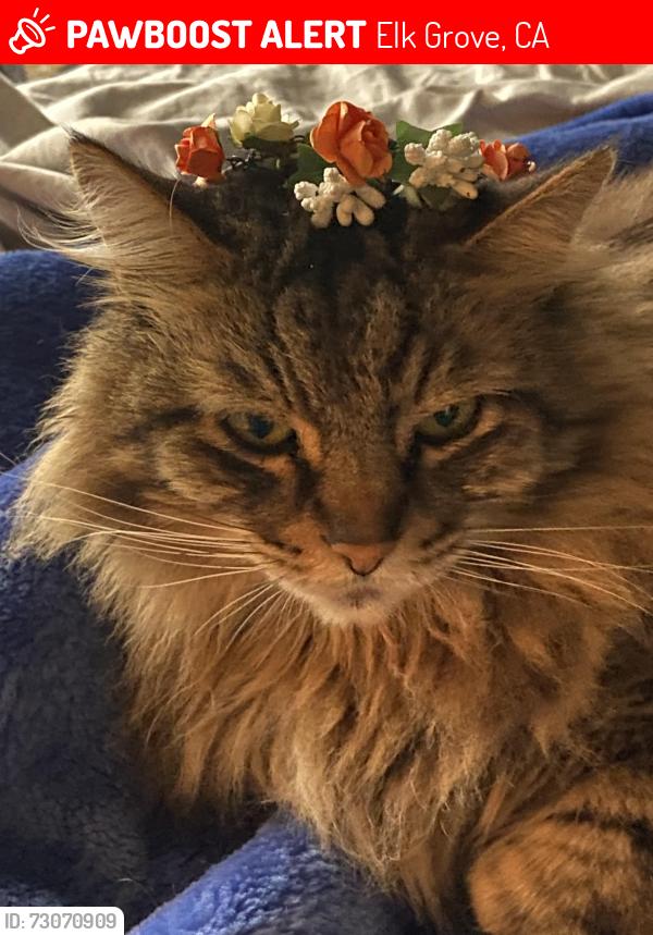 Lost Male Cat last seen Calvine Rd, Elk Grove, CA 95624
