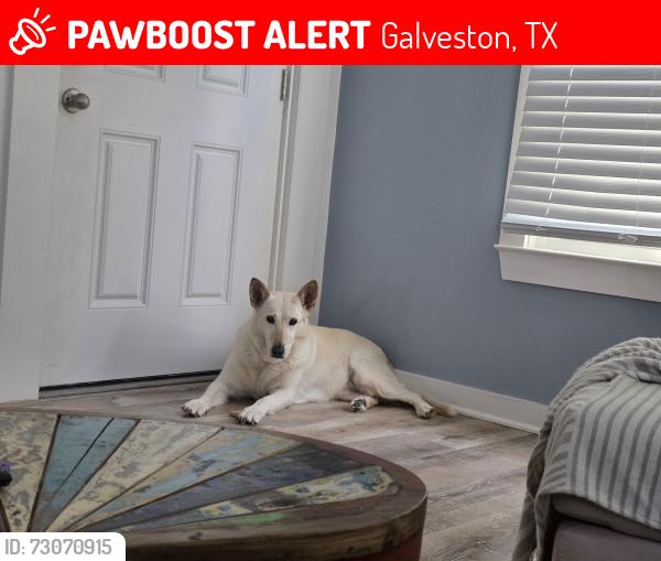 Lost Female Dog last seen 41st amd M 1/2, Galveston, TX 77550