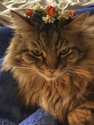 Lost Male Cat last seen Calvine Rd, Elk Grove, CA 95624