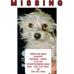 Lost Female Dog last seen County 6 & Caroline street, Wattenberg, CO 80621