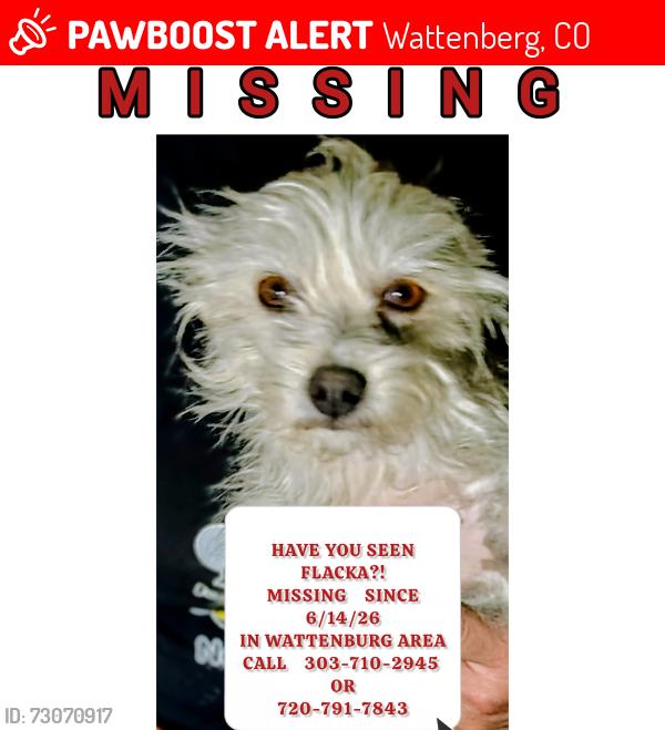 Lost Female Dog last seen County 6 & Caroline street, Wattenberg, CO 80621