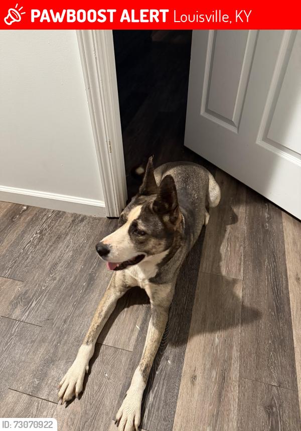 Lost Unknown Dog last seen Near thornberry ave, Louisville, KY 40215