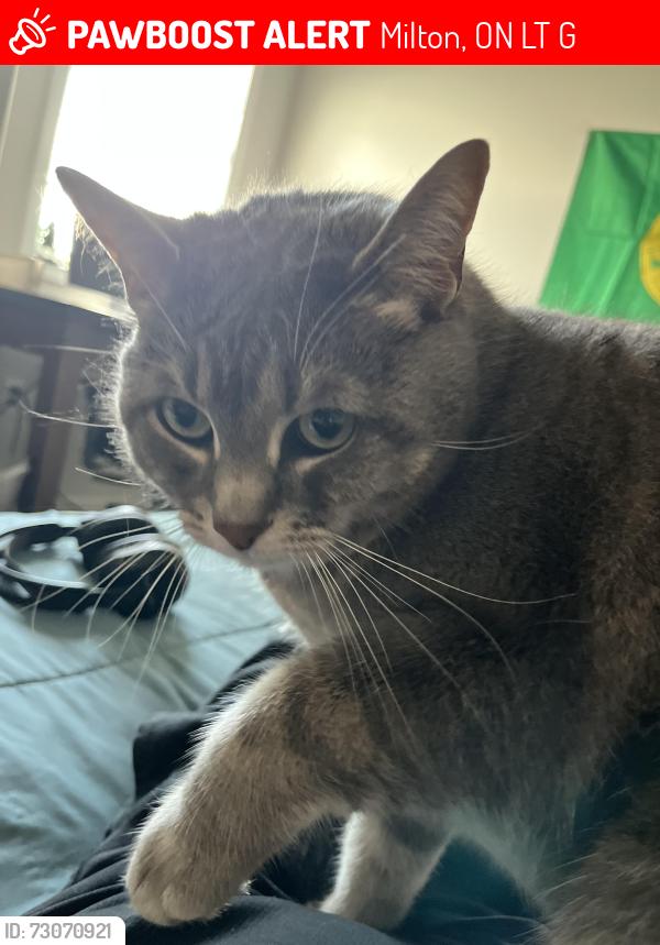 Lost Female Cat last seen Near Cargill Path , Milton, ON L9T 0G2