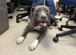 Shelter Stray Male Dog last seen Riverside Drive, NEW YORK, NY, 10025, 326 E 110th St, New York, NY 10029, USA