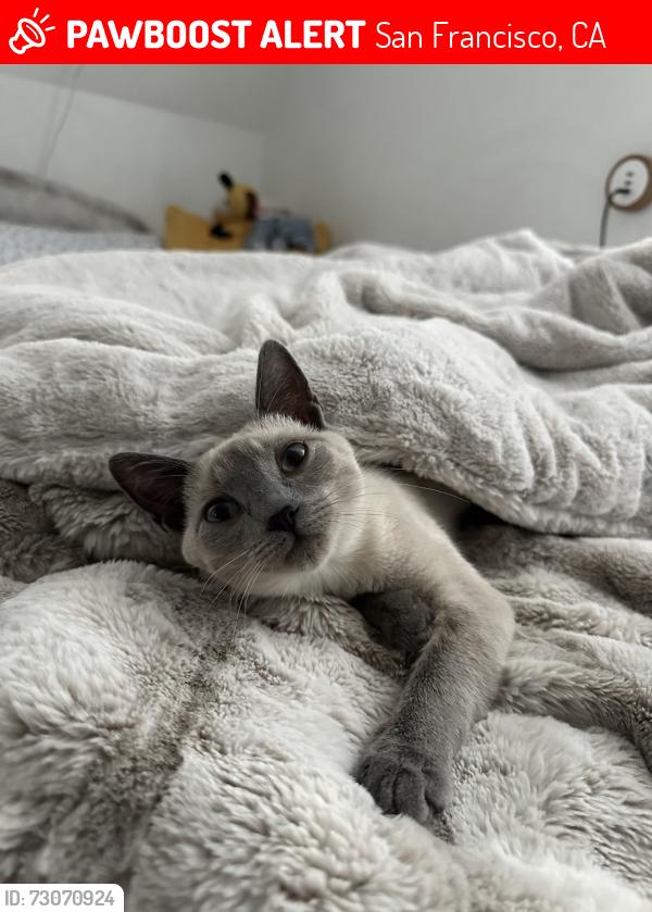Lost Female Cat last seen mangels ave, San Francisco, CA 94131