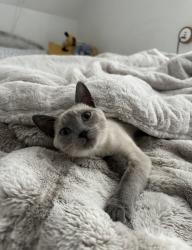 Lost Female Cat last seen mangels ave, San Francisco, CA 94131