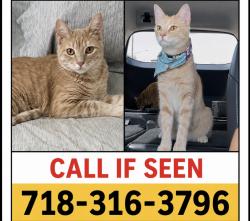 Lost Female Cat last seen Parking lot of the Waterpark at the Showboat , Atlantic City, NJ 08401