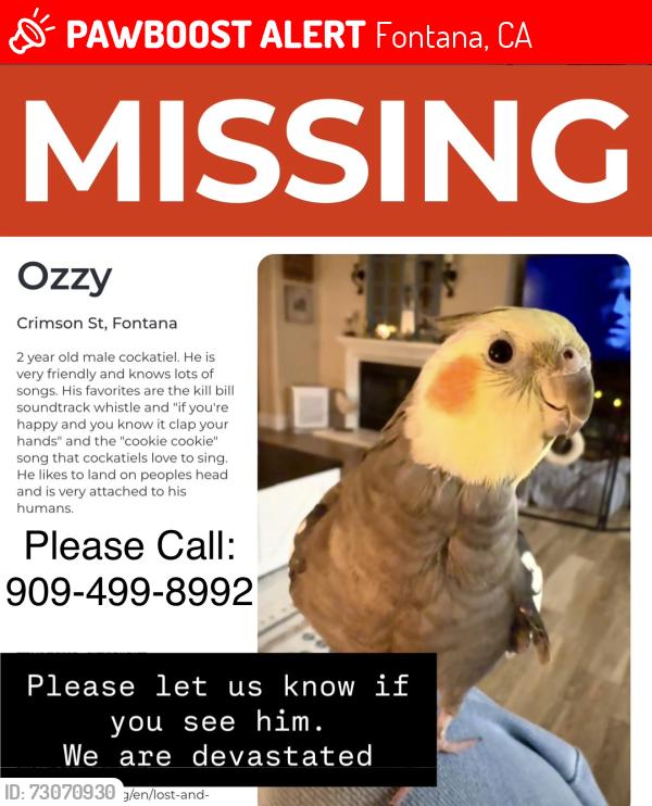 Lost Male Bird last seen Near Duncan canyon in North Fontana, Fontana, CA 92336
