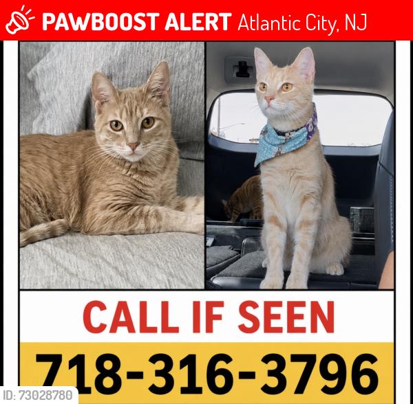 Lost Female Cat last seen Parking lot of the Waterpark at the Showboat, Atlantic City, NJ 08401