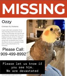 Lost Male Bird last seen Near Duncan canyon in North Fontana, Fontana, CA 92336
