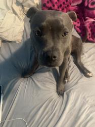Reunited Female Dog last seen Underwood Ave, San Francisco, CA 94124, USA, San Francisco, CA 94124
