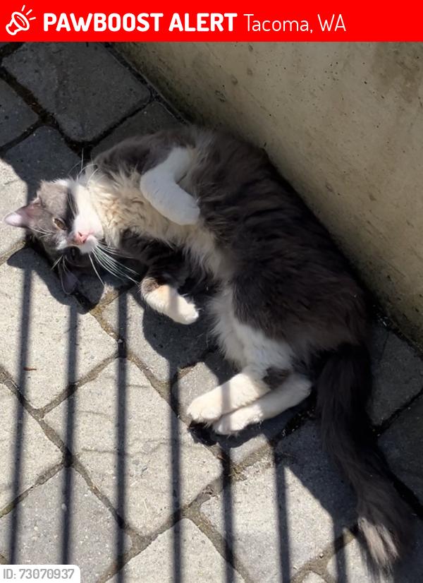 Lost Female Cat last seen Near S and Yakima Ave, Tacoma, WA 98405