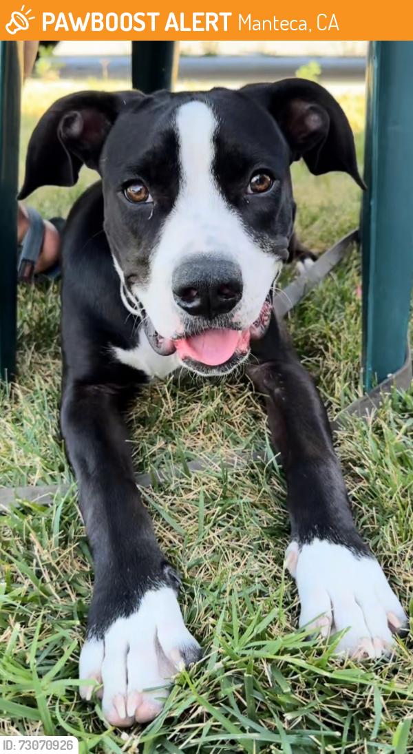 Found/Stray Female Dog last seen Dutra Southeast Park, Manteca, CA , Manteca, CA 95336