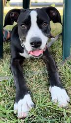 Found/Stray Female Dog last seen Dutra Southeast Park, Manteca, CA , Manteca, CA 95336