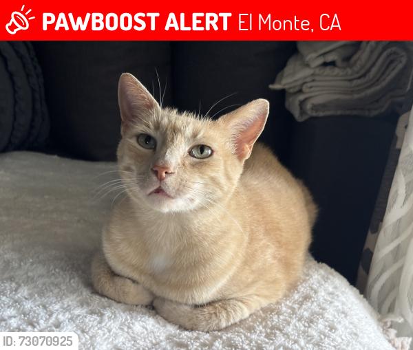 Lost Female Cat last seen Rosemead and Durfee, El Monte, CA 91733