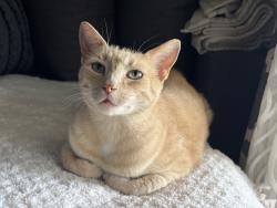 Lost Female Cat last seen Rosemead and Durfee, El Monte, CA 91733