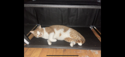 Lost Male Cat last seen Bailey road concord ca, Concord, CA 94521