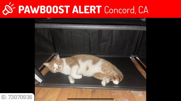 Lost Male Cat last seen Bailey road concord ca, Concord, CA 94521