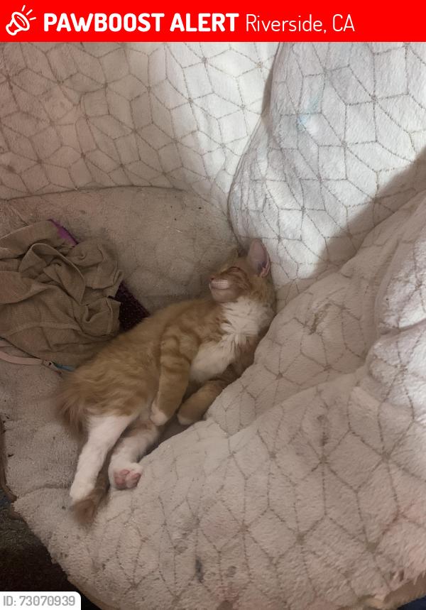 Lost Female Cat last seen doverwood dr, carmine st, la sierra university church, la sierra academy, Riverside, CA 92505