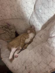 Lost Female Cat last seen doverwood dr, carmine st, la sierra university church, la sierra academy, Riverside, CA 92505