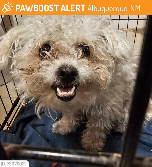 Found/Stray Unknown Dog last seen Juan Tabo / Menaul, Albuquerque, NM 87112