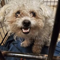 Found/Stray Unknown Dog last seen Juan Tabo / Menaul, Albuquerque, NM 87112