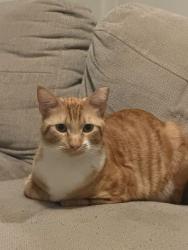 Lost Male Cat last seen Near diamond lane, Winterhaven, CA 92283