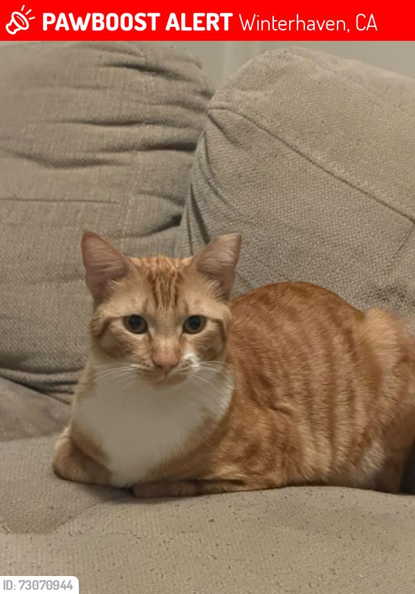 Lost Male Cat last seen Near diamond lane, Winterhaven, CA 92283