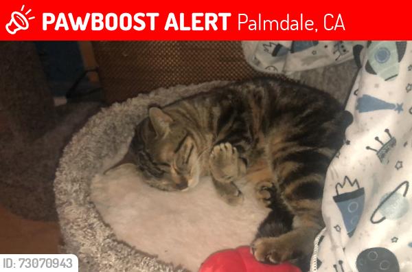 Lost Female Cat last seen Carolside avenue Palmdale Ca near ave Q-3 or ave Q, Palmdale, CA 93550
